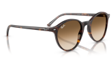 P&auml;ikeseprillid Ray-Ban Bernard Havana Clear Gradient Brown M