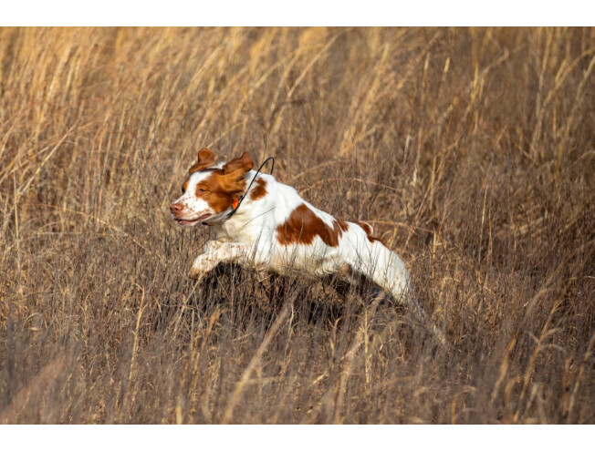 Koera jälgimisseade Alpha LTE